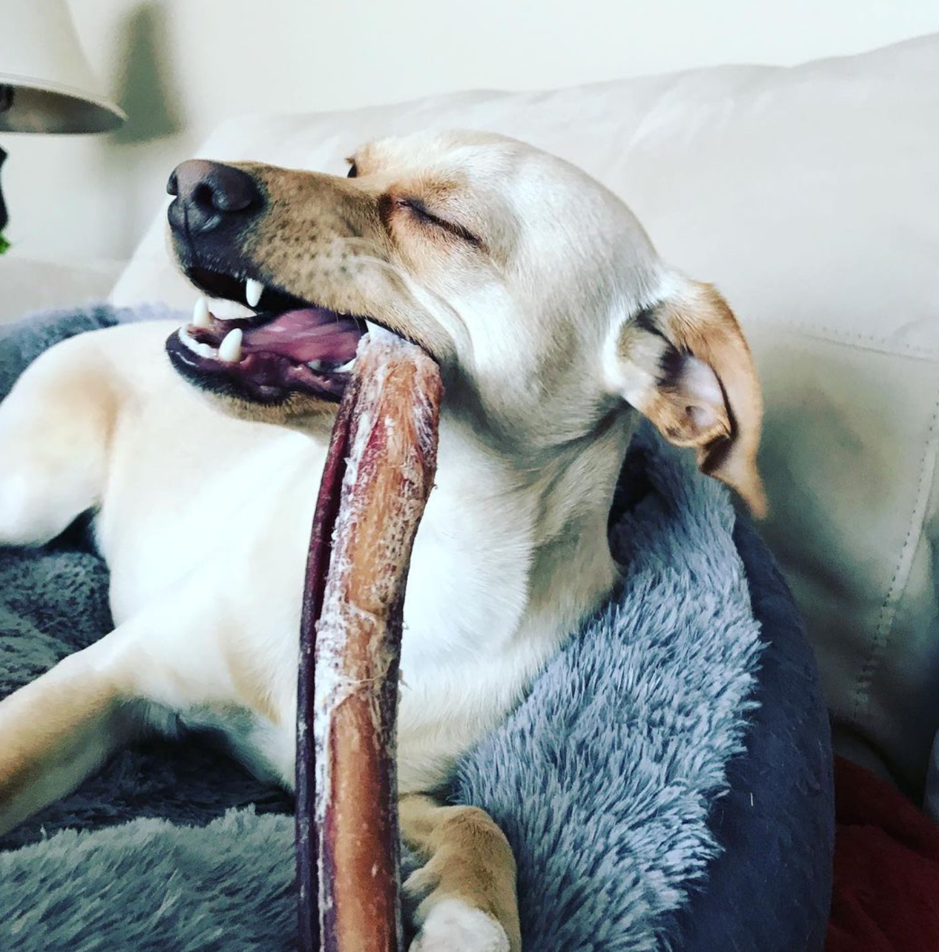 Gruger - OPE - Bully Stick